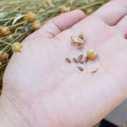 سنابل الكتان عضوي