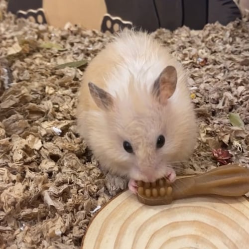 عضاضات شكل فرشاة