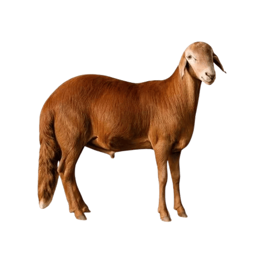 سواكني جذع