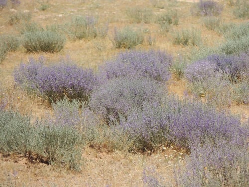 عهينة 20 بذرة تقريبا معها شوائب كثيرة Teucrium oli...