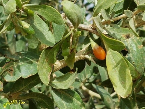 عوسج (عوشز) 10 ثمار Lycium shawii بذور قديمة