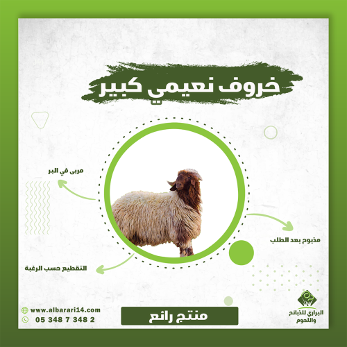 خروف نعيمي كبير