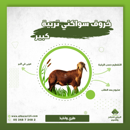 خروف سواكني تربية كبير