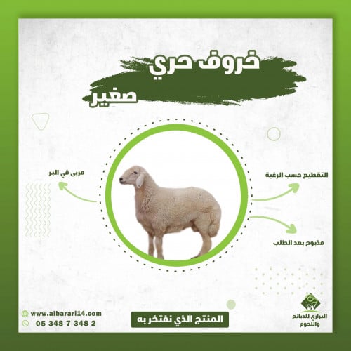 خروف حري صغير