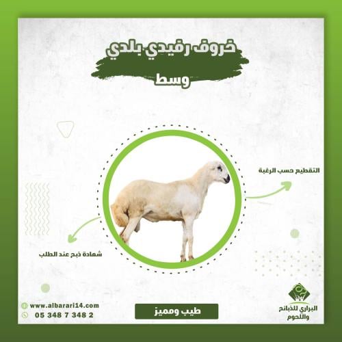 خروف رفيدي بلدي