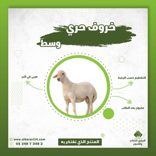 خروف حري وسط