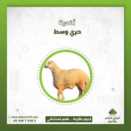 خروف جذع حري وسط اضحية ( اليوم الثالث )