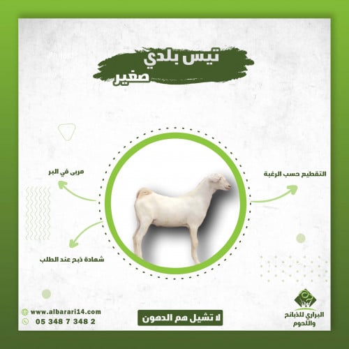 تيس بلدي بيشي صغير