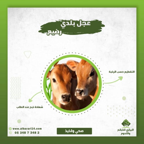 عجل بلدي صغير