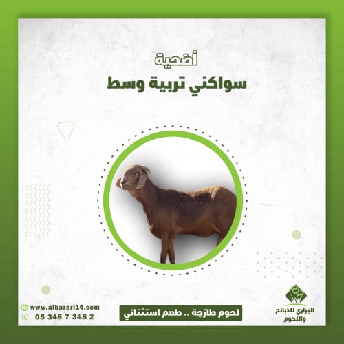 خروف جذع سواكني تربية وسط اضحية ( اليوم الثاني )