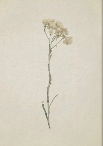 مجموعه من 6لوحات مقاس اللوحه الوحده 40:50السعر شام...