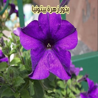 بذور بيتونيا