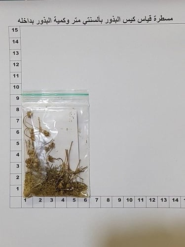 بابونج بري بذور مقدار ملعقة وسط Matricaria aurea