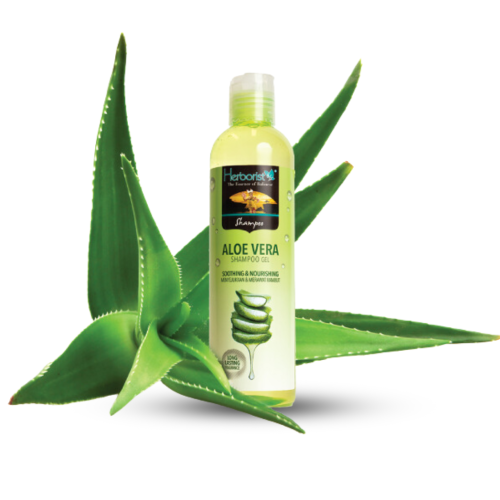 شامبو الصبار