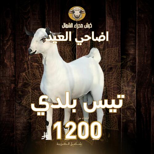 تيس بلدي
