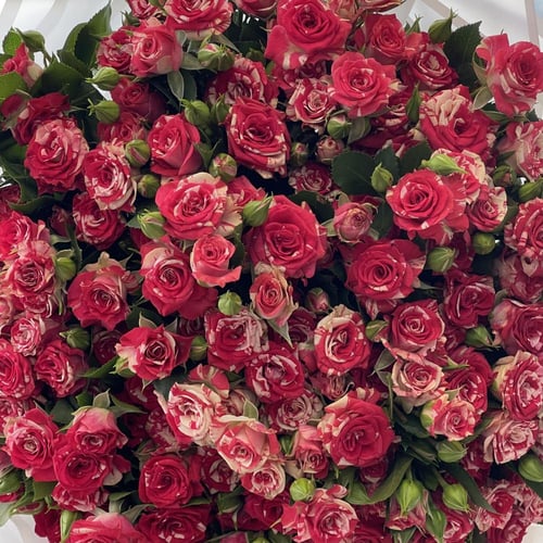 باقة البيبي جوري