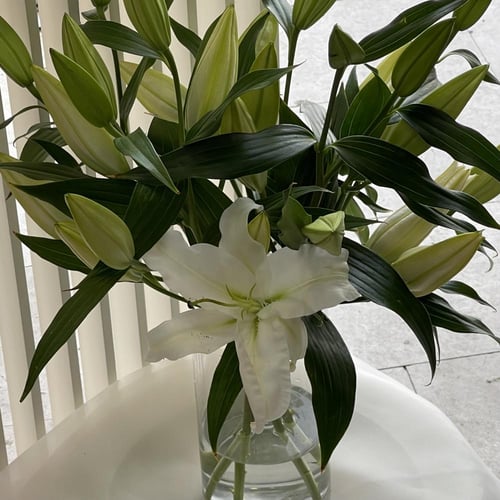 فازة الليليوم