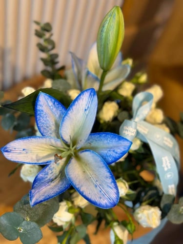 فازة مولود ولد مربعة