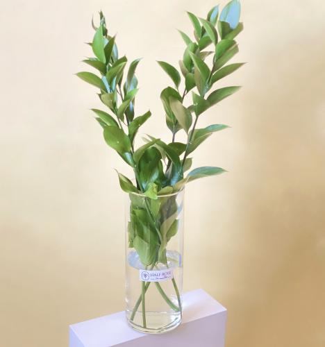 فازة نبته روسكس اخضر مكتبية او اهداء