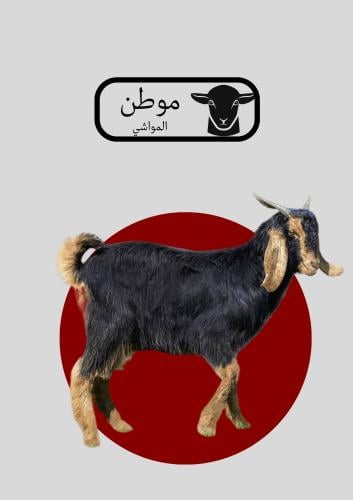 تيس جذع العمر ١٢ شهر