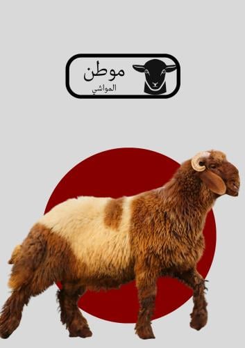 خروف نعيمي بلدي جذع العمر ١٠ اشهر