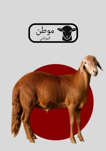 خروف سواكني هرفي ٨ اشهر