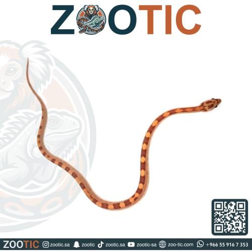ثعبان الذرة كورن سنيك - فرخ - Hypo motley Corn sna...