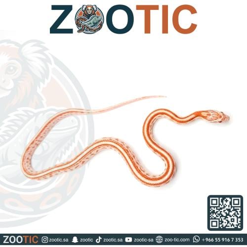 ثعبان الذرة كورن سنيك - فرخ - Candy cane stripe Co...