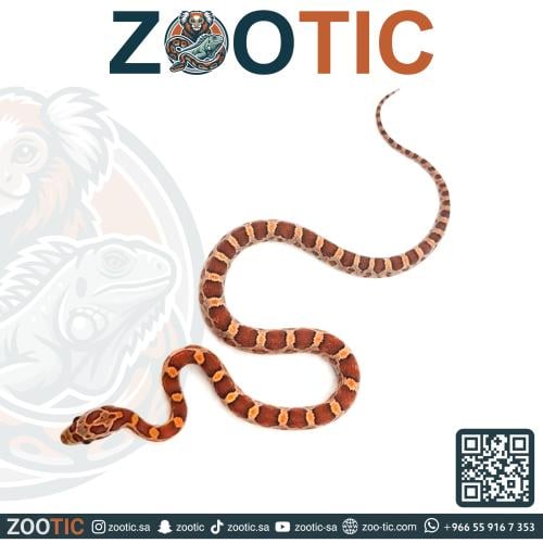 ثعبان الذرة كورن سنيك - فرخ - Normal corn snake