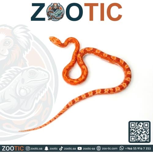 ثعبان الذرة كورن سنيك - فرخ - Hypo fire pied H.W c...