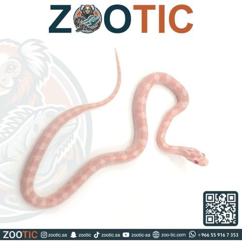ثعبان الذرة كورن سنيك - فرخ - Blizzard ghost corn...