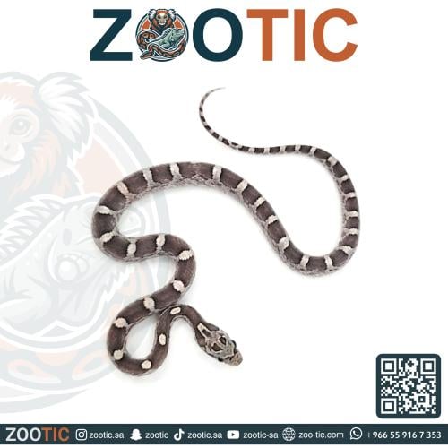 ثعبان الذرة كورن سنيك - فرخ - Granite Corn Snake