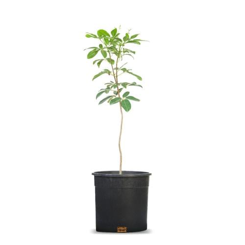 Taboubiya pink