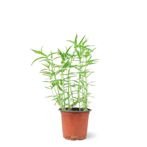 Mint basil