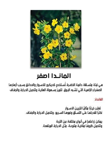 متسلقة الماندا الصفراء