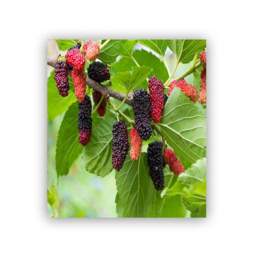 Red local raspberry