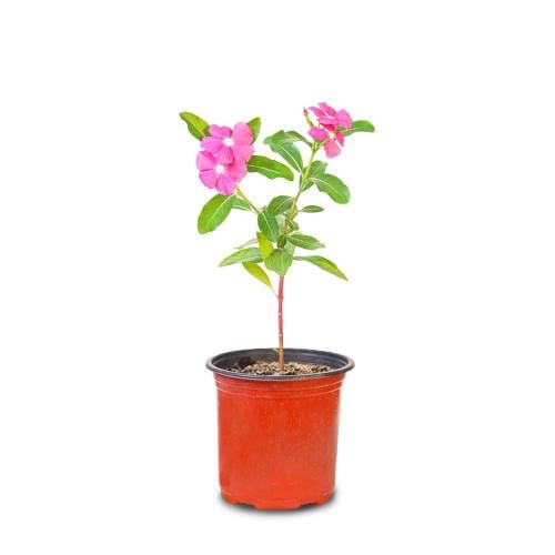 Local pink Bofteh