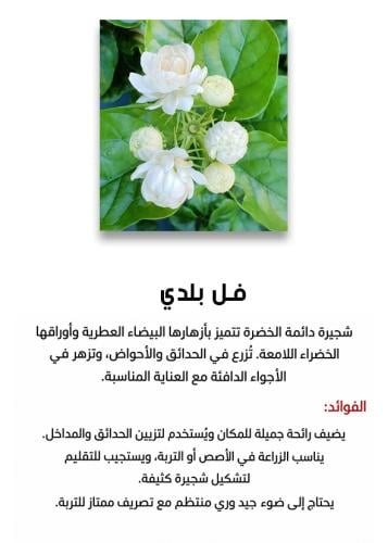 فل بلدي
