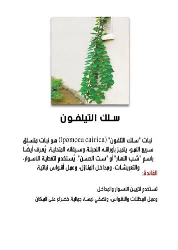 متسلقة سلك التيلفون