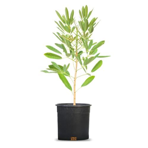 Taboubiya yellow