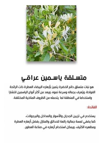 متسلقة ياسمين عراقي