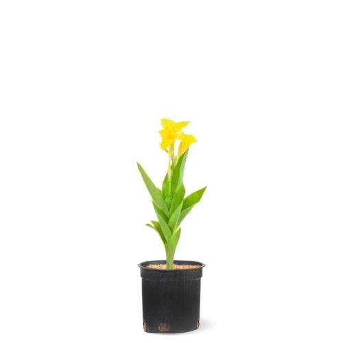 It looks yellow