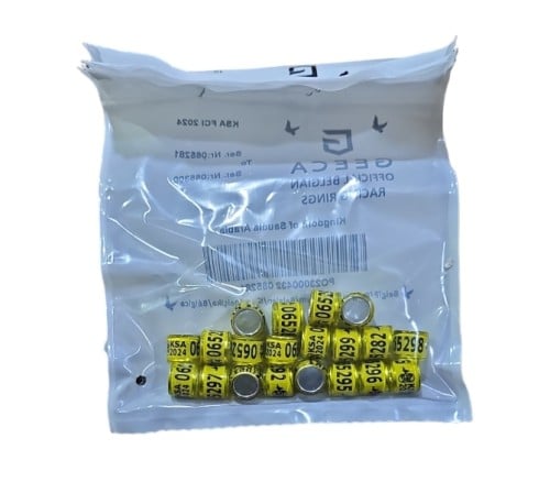 حجول الاتحاد السعودي 2024