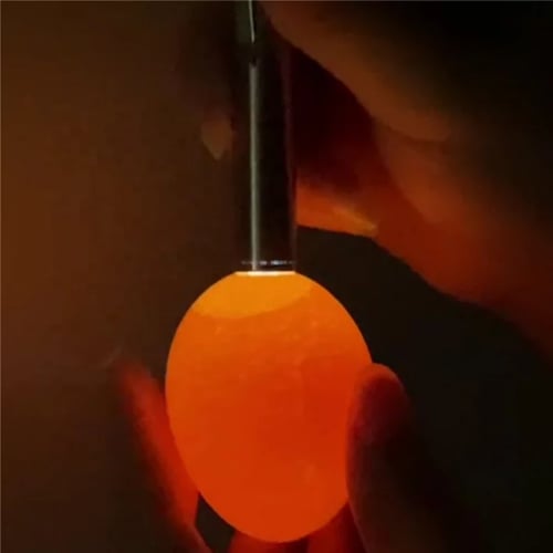 كشاف فحص بيض الطيور