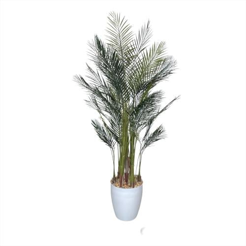 شجرة نخل اندنوسي طول 200 سم