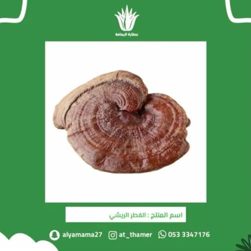 الفطر الريشي - 50 جرام