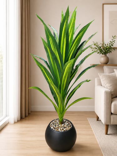 Dracaena Lemon Lime Plant plant of Dracaena (Height 160CM)