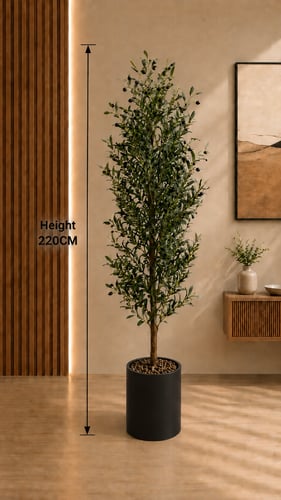 Olive tree [Height 220 cm] Black Pot