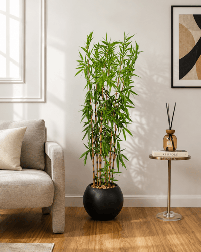 Bamboo Tree 5 Fara (Shajjar Al-Bamboo) 🌱 (Height...