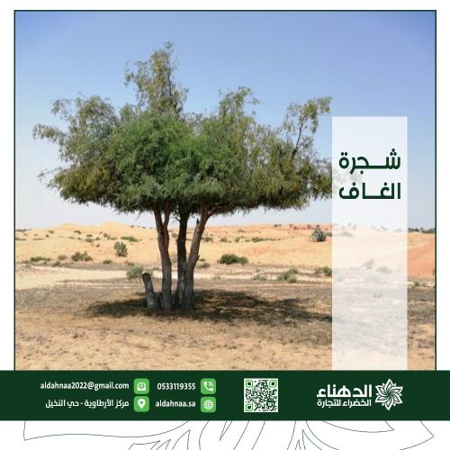 شجرة الغاف